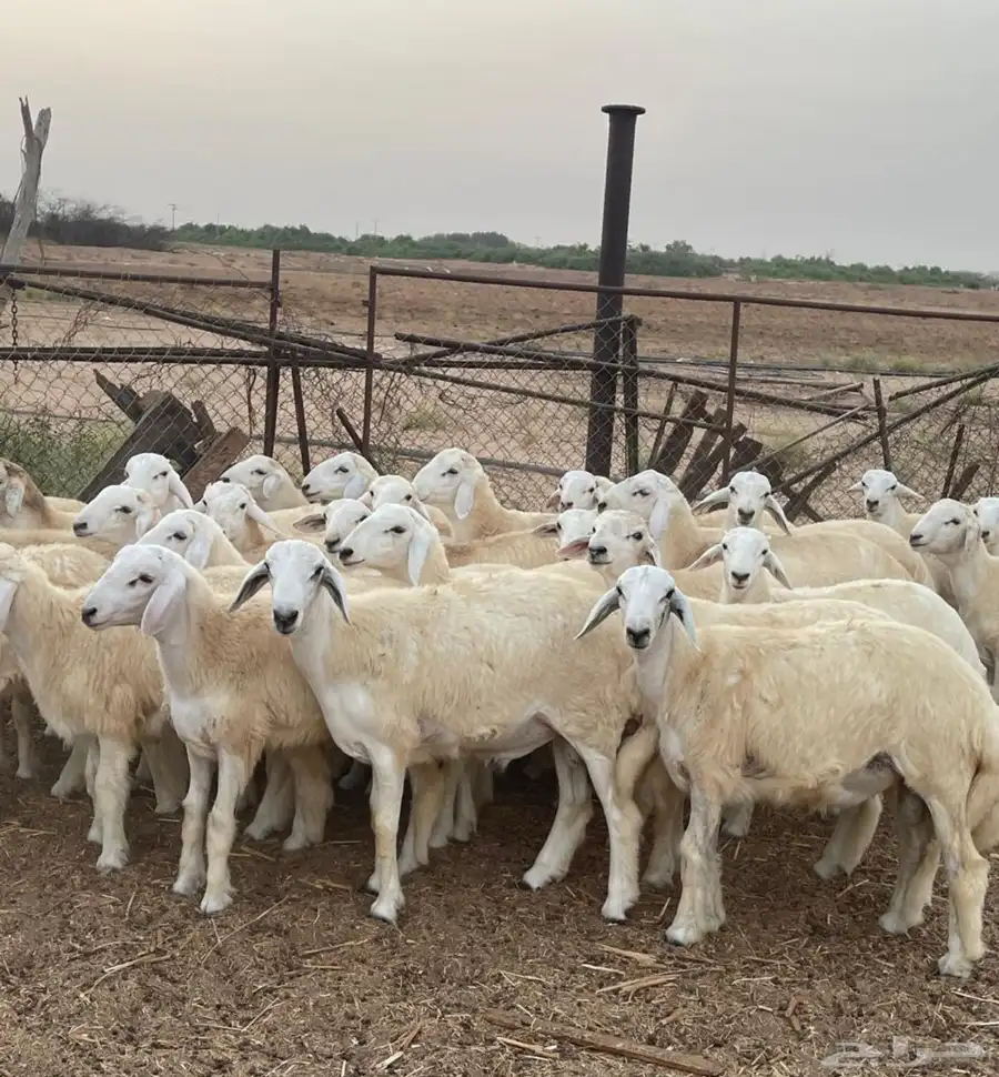 طليان حرية 0