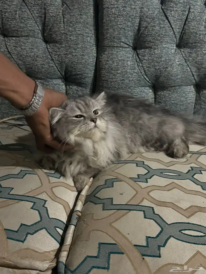 قط شيرازي العمر سنه وعليها تقريبا 3