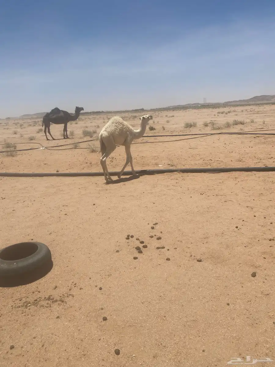 قعود 2
