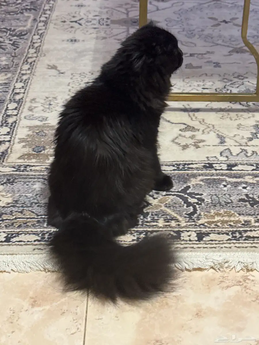 قطه للتبني 2