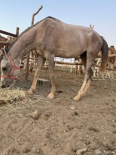 حصان 2