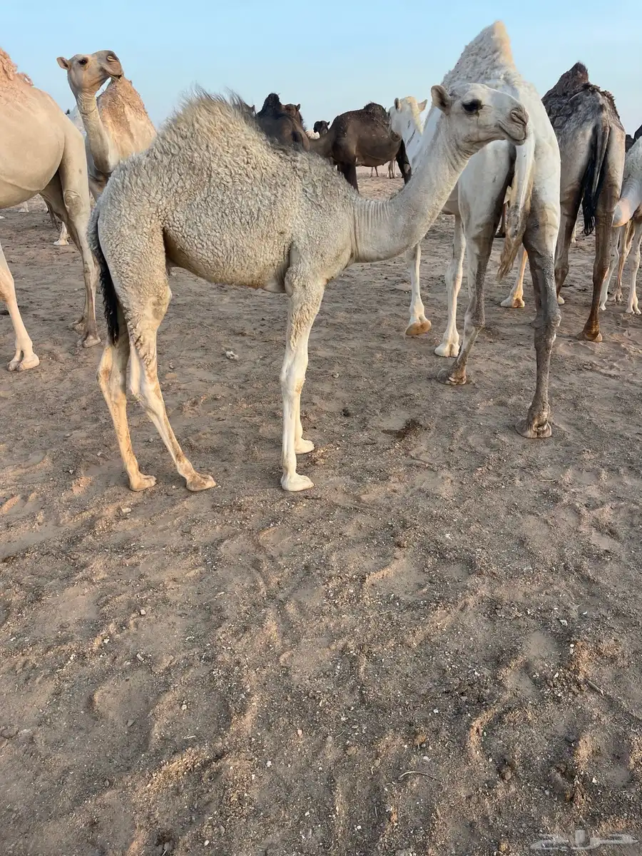 قعود قصب عمره 7شهر 0