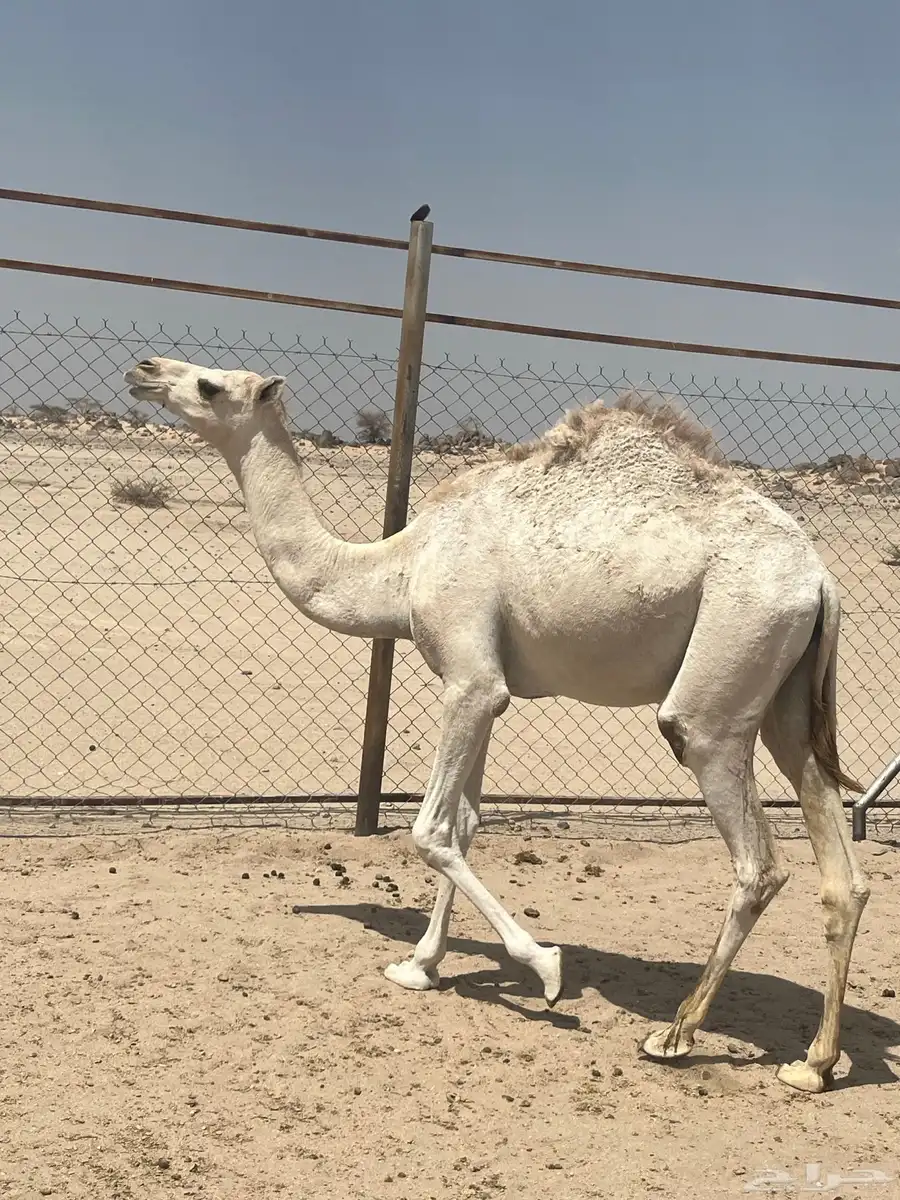 بكره على السوم 0