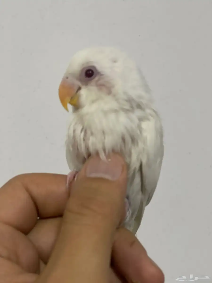 اعلي سعر 5