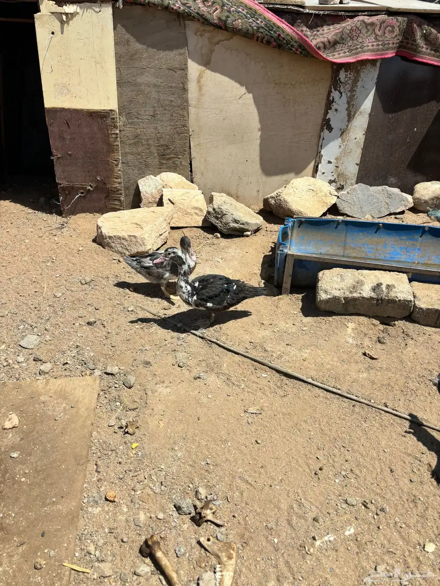 بط للبيع اناث مصري وذكر بكيني 3