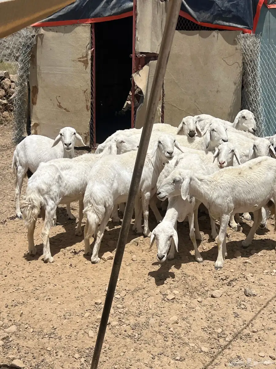 النماص - حلباء 1