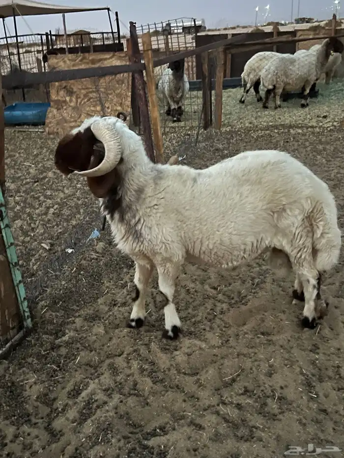 فحل ثني صنف 1