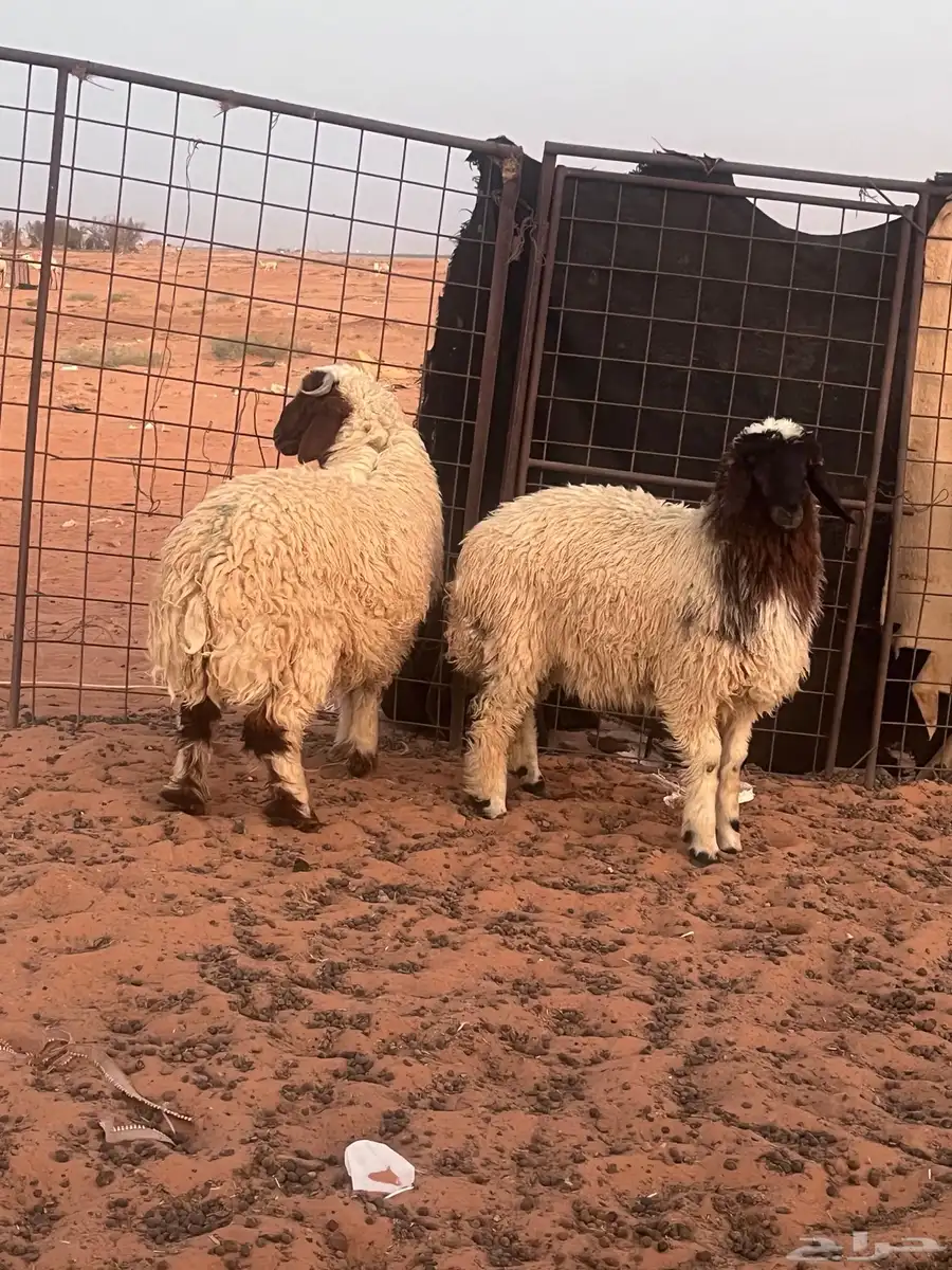 للبيع خروف ورخل 2