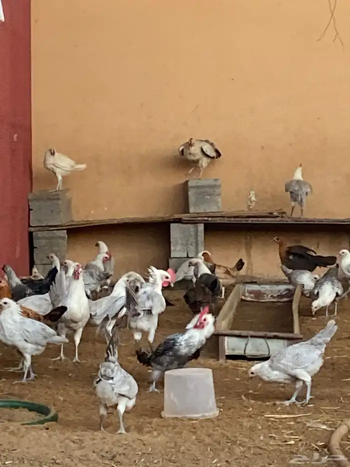 صوص العمر شهرين ونص الى ثلاث شهور بلدي وفيوم 3