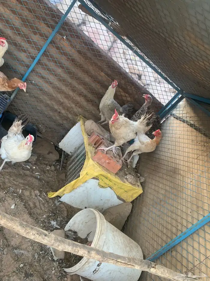 دجاج بلدي و فيومي بياض 3