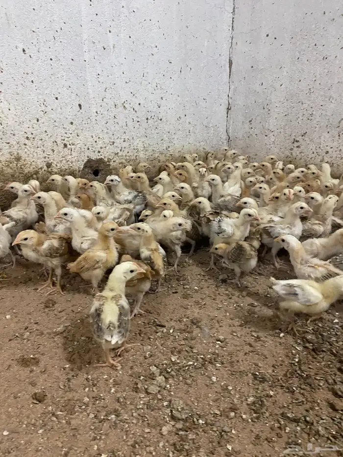صوص بلدي فواخر 3