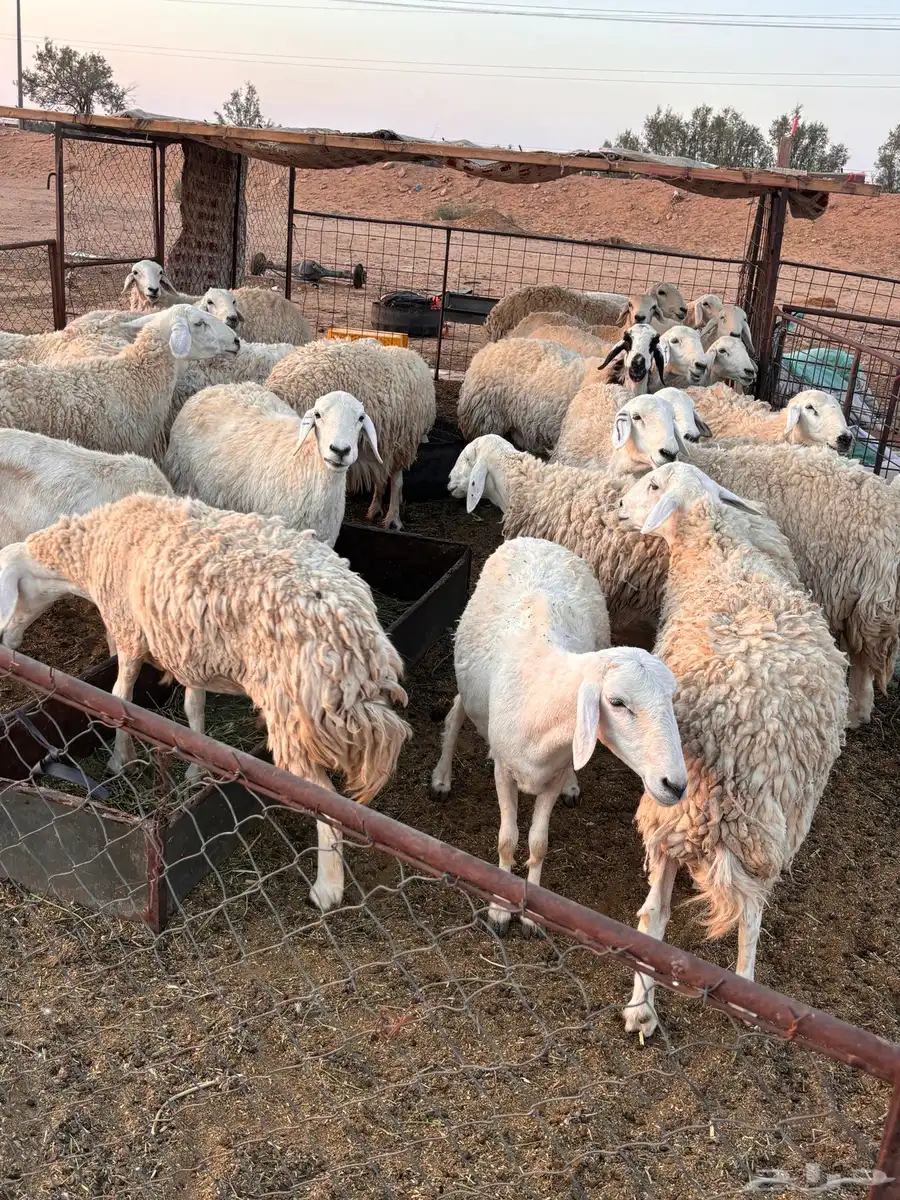 حريات طيبات بلحيل سمان وبره وجرم. 8