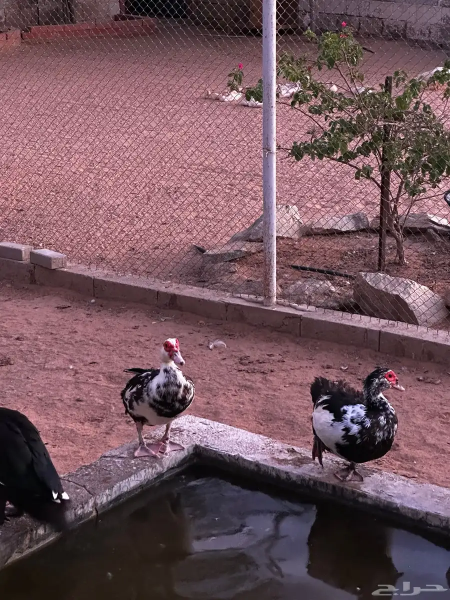 بط مسكوفي ( بح ) 2