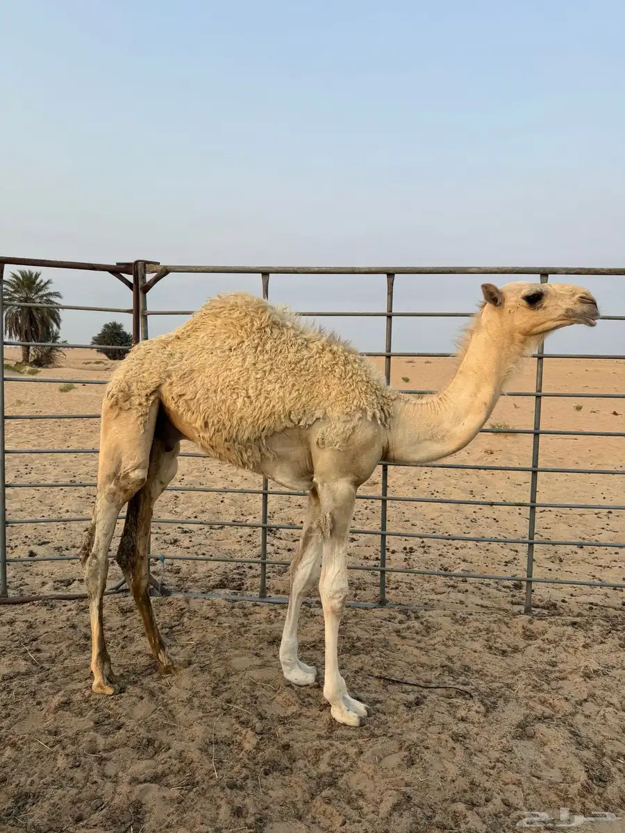 قعود سمين عاده تحت امه 1