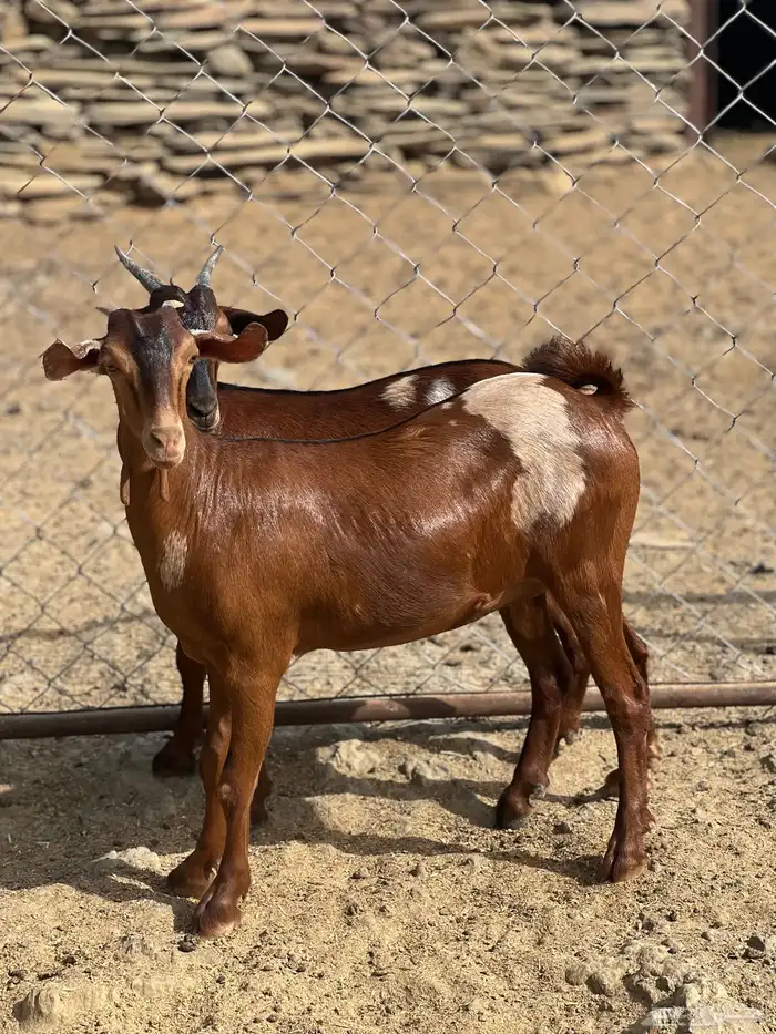 جفار بهر جيشية 2