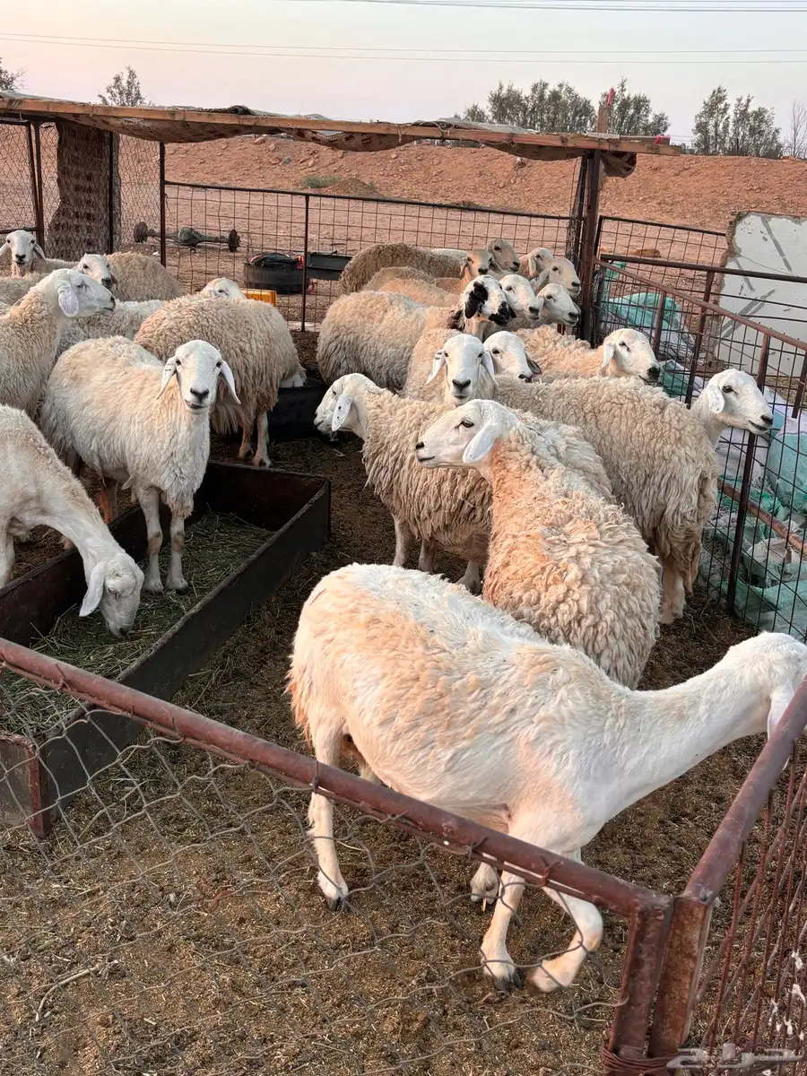 حريات طيبات بلحيل سمان وبره وجرم. 6