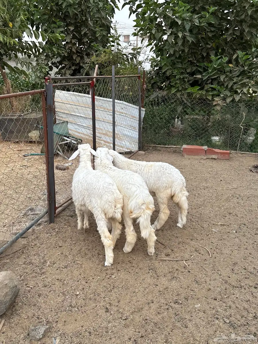 رخال 3