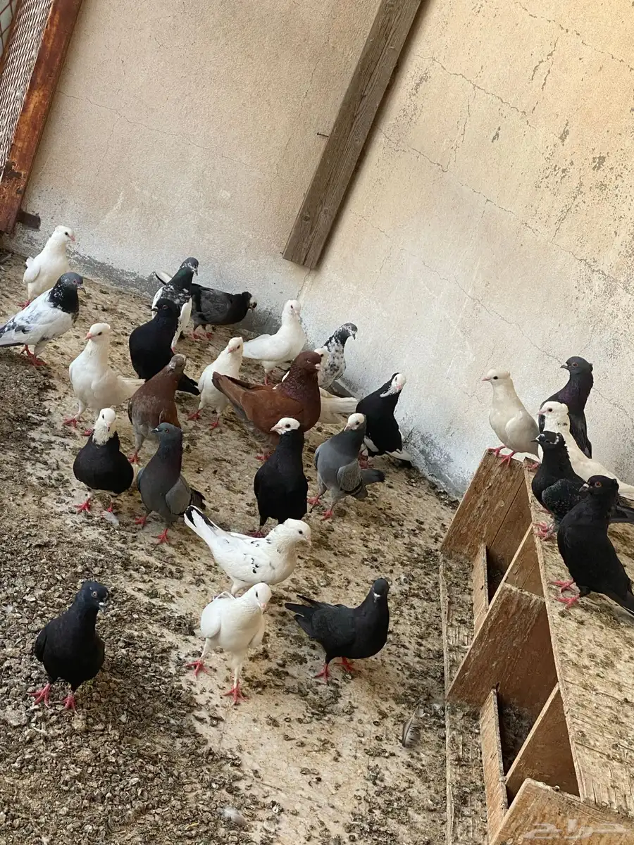 حمام 0