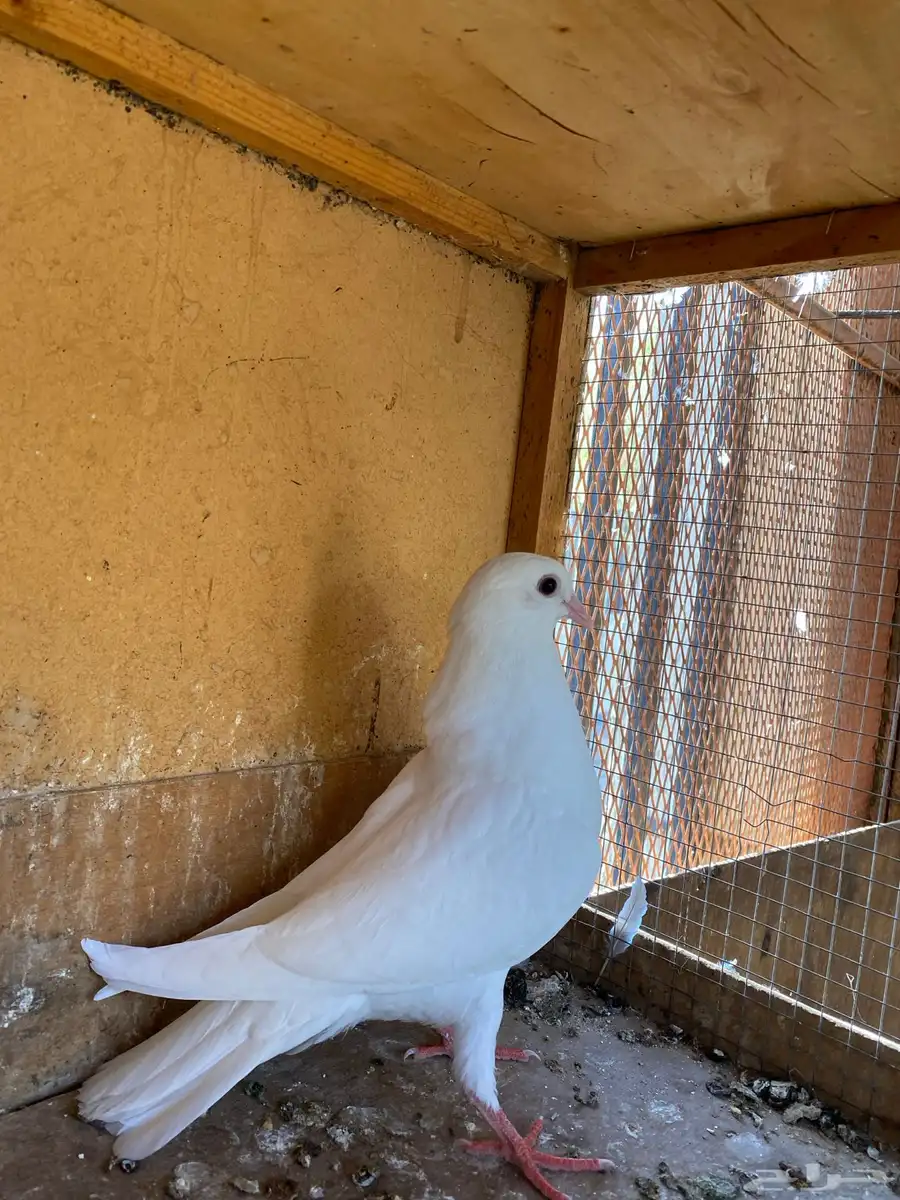 حمام فرنسي 3