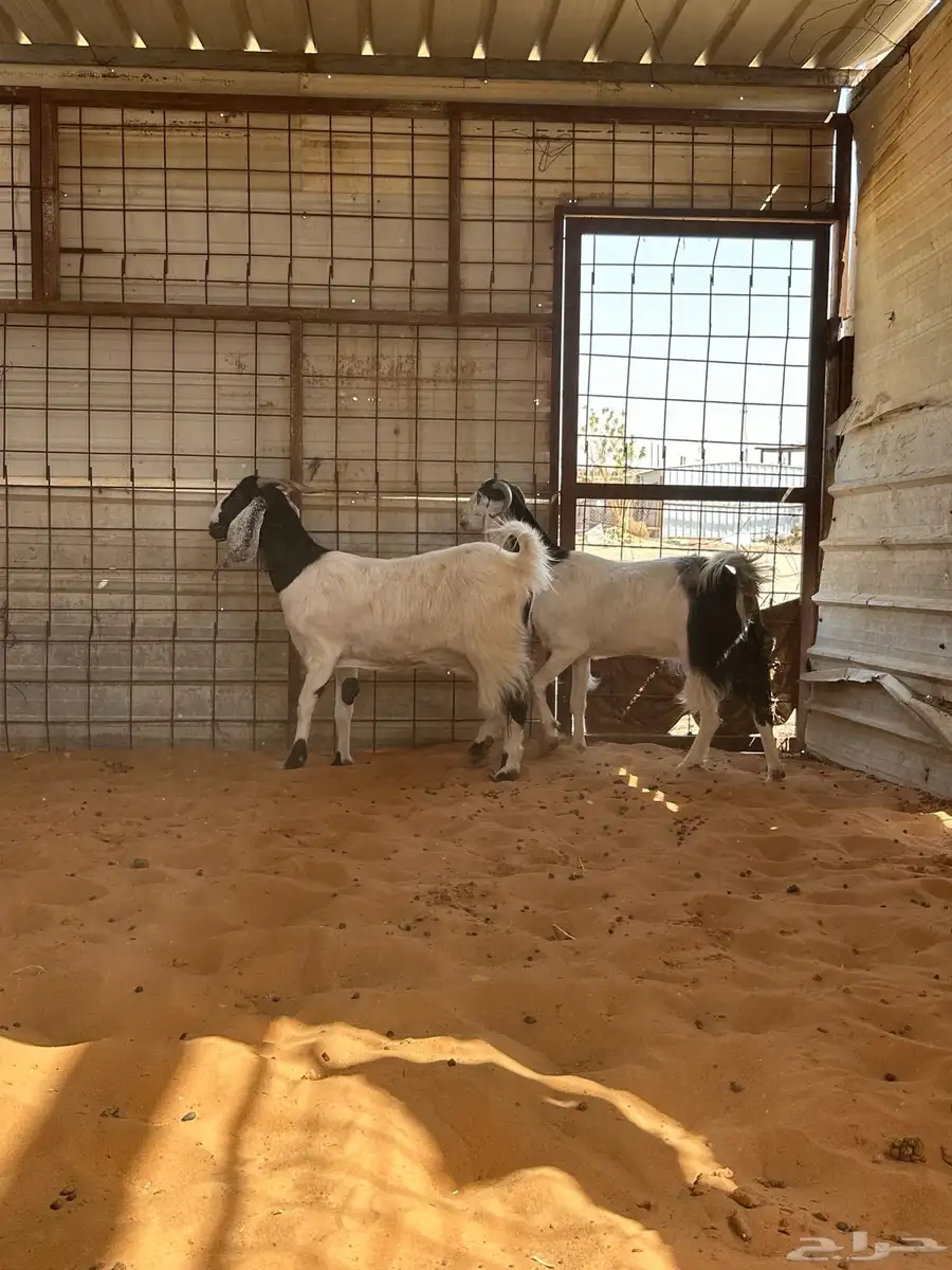 معزا دفيع شرط سونار 2