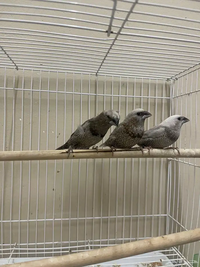 بنقليز طفرة مميزة ( تم البيع ) 0