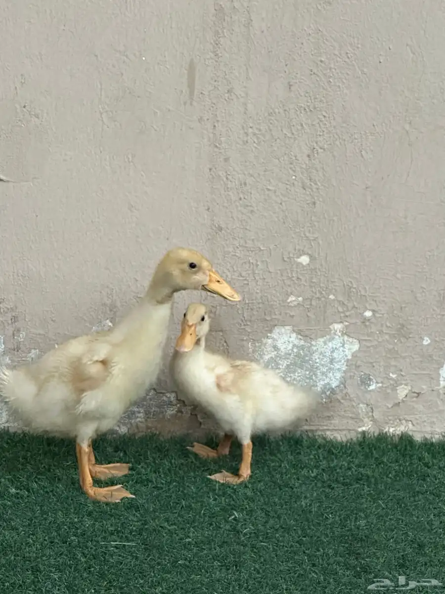 بطتين للبيع خميس مشيط 0