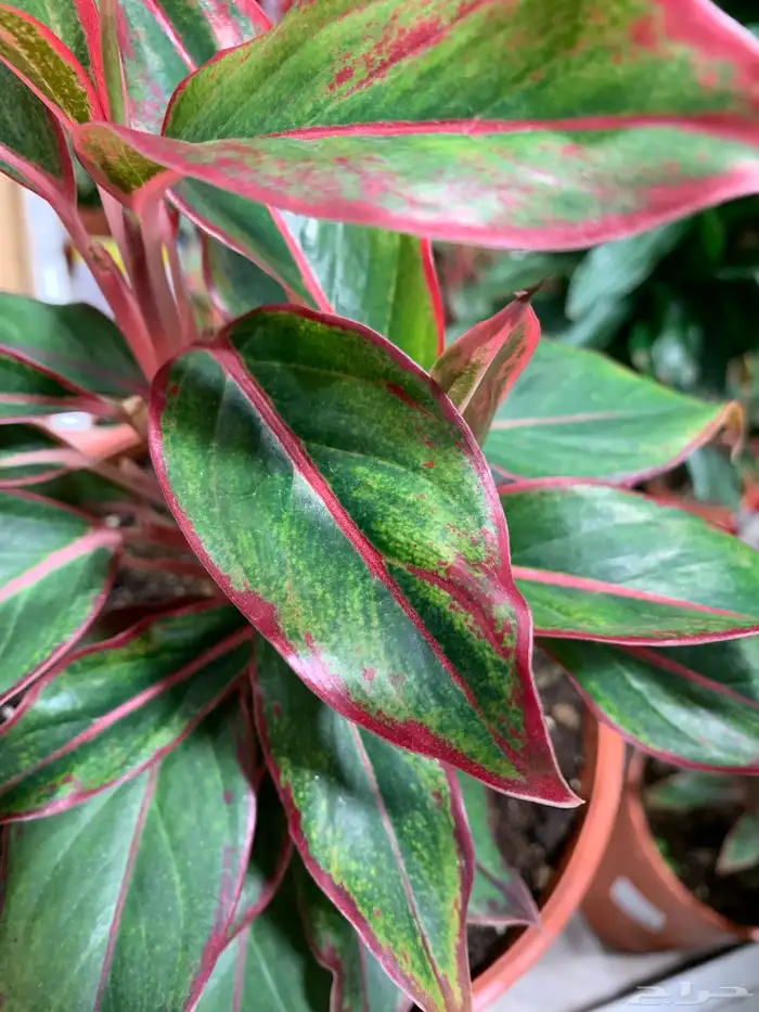 الإستشارات مجانية 8