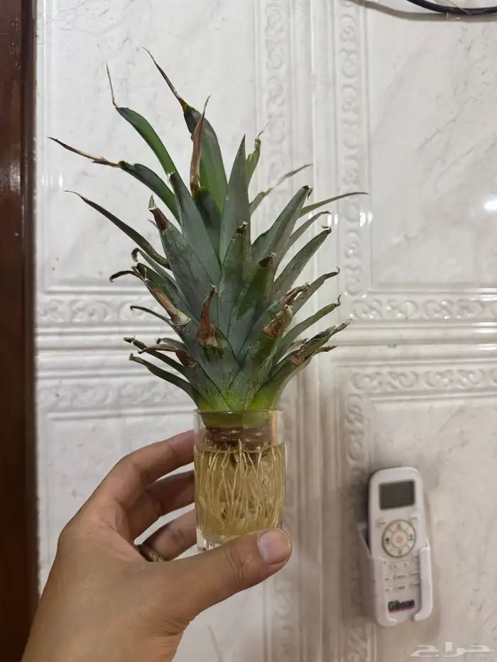 شتلة اناناس قابله لزراعة 1