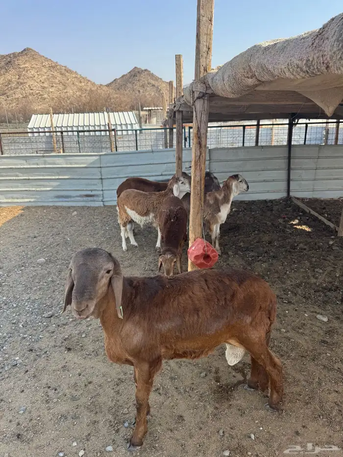 سواكن جذعان ذبيحتك لباب بيتك بسعر مميز 11