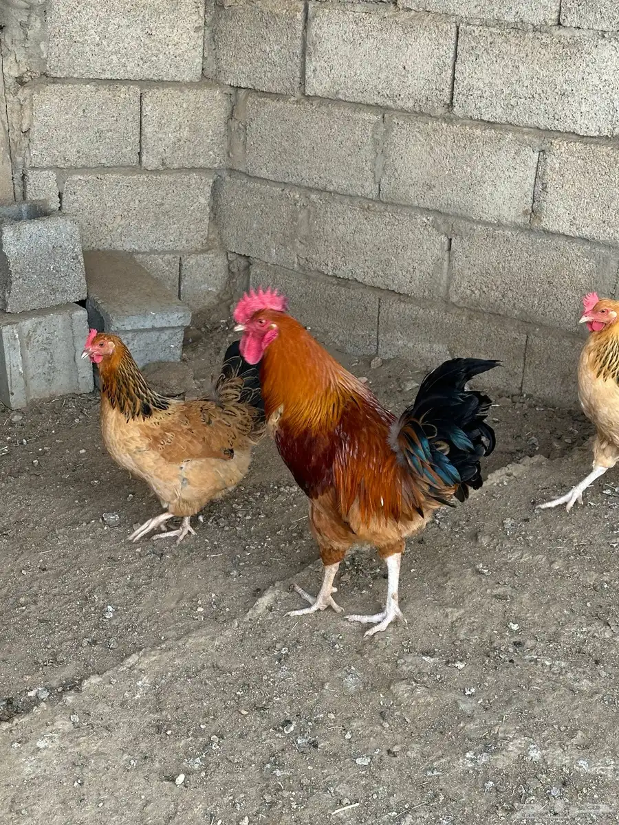 طقم دجاج تركي 0