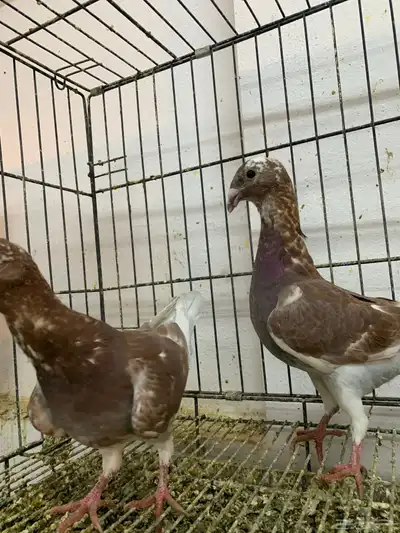 طبه اخواني 3