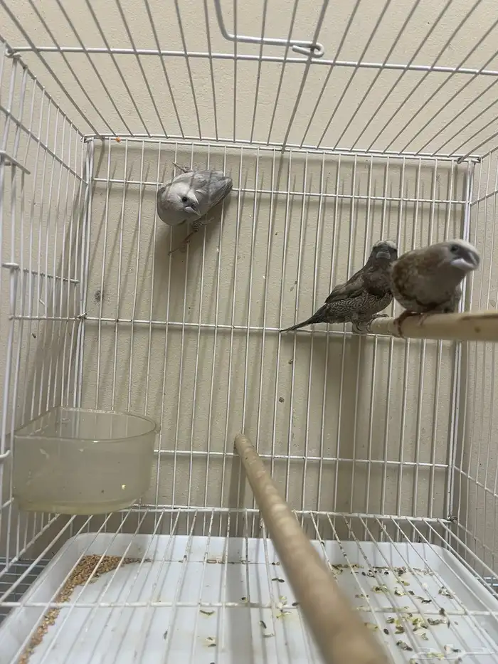 بنقليز طفرة مميزة ( تم البيع ) 5