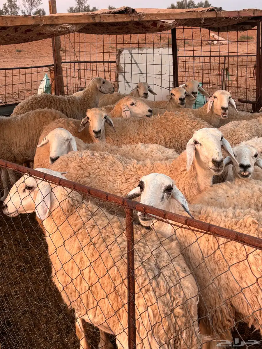 حريات طيبات بلحيل سمان وبره وجرم. 0