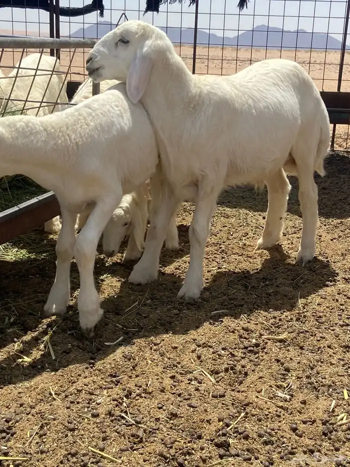 طليان حريه لبانيه للبيع السريع 2