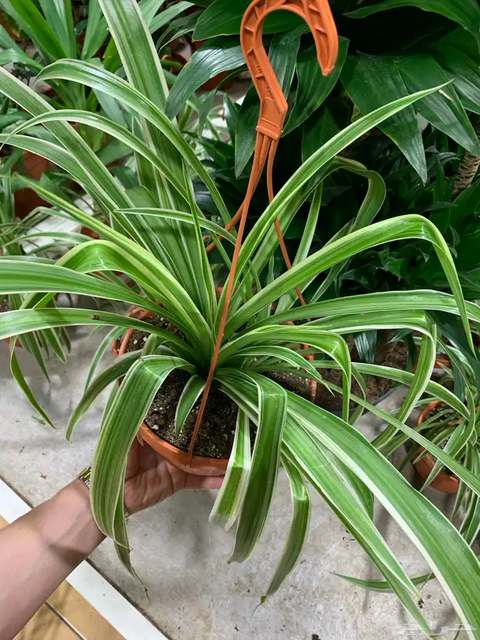 الإستشارات مجانية 10