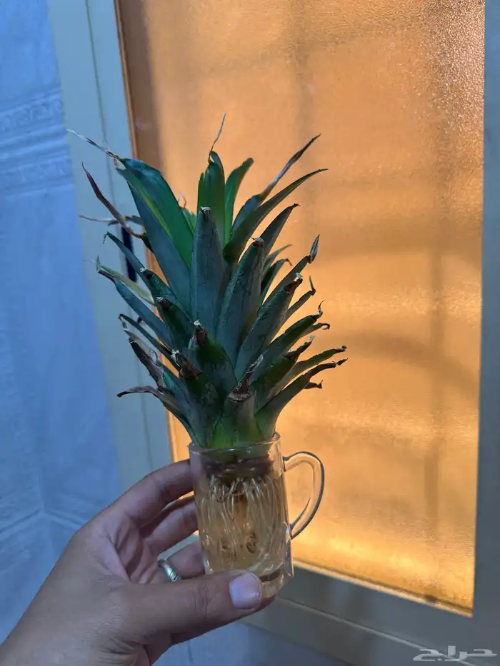 شتلة اناناس قابله لزراعة 2