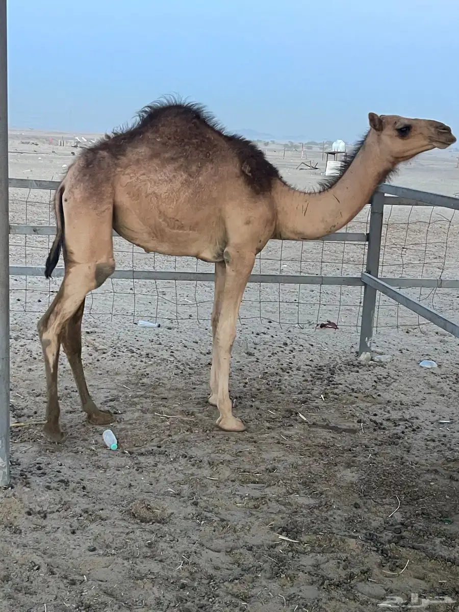 بكره 3