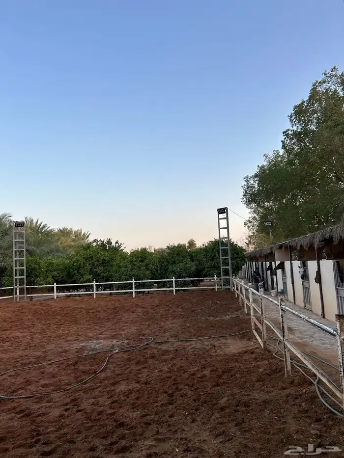 ايواء خيل المزاحمية 3
