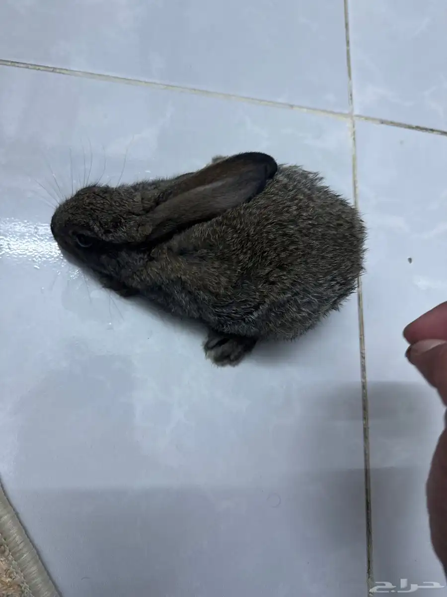ارانب انثى وذكر عماره 3 شهور نص 1