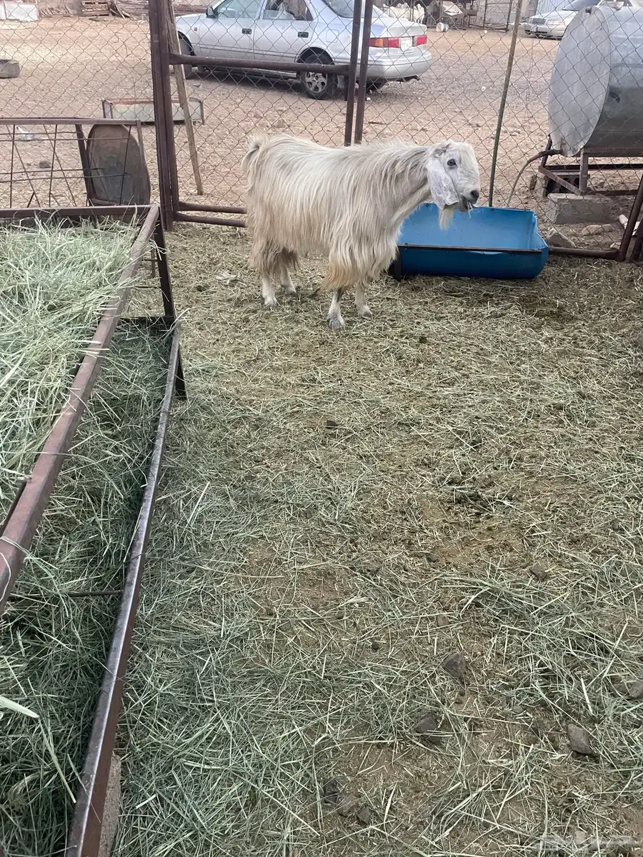 تيس فحل كفوا صنف يضرب 1
