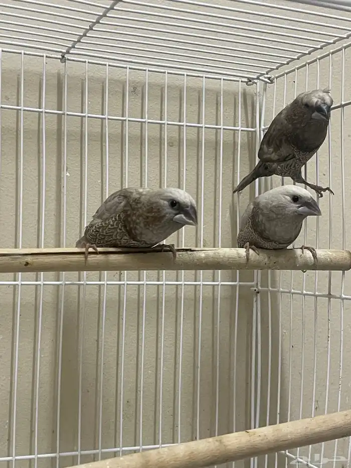 بنقليز طفرة مميزة ( تم البيع ) 3