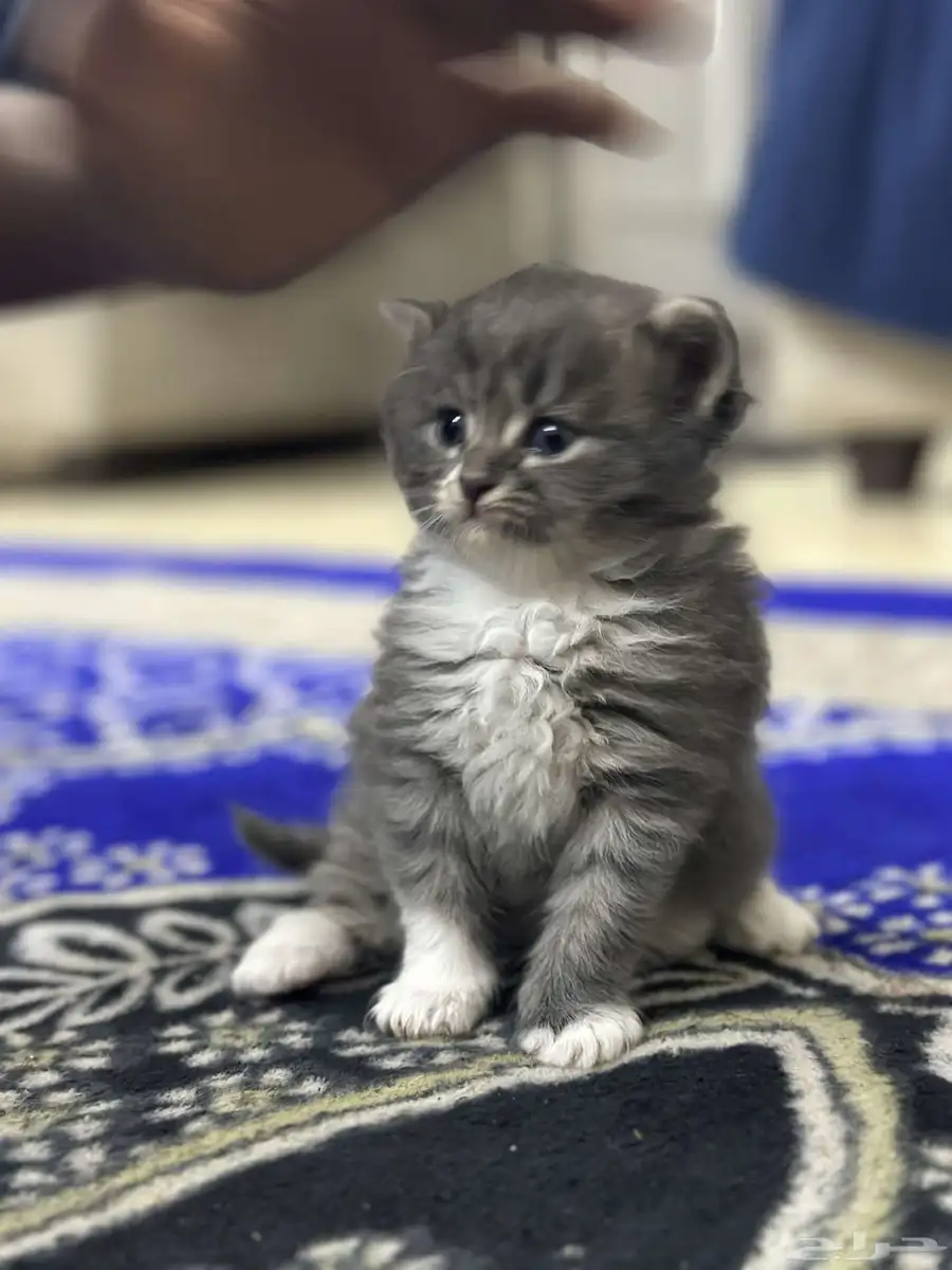 الصالحية 4