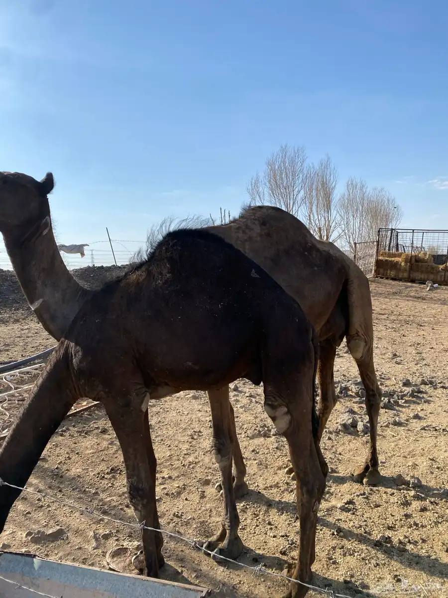 ناقة عشراء 2
