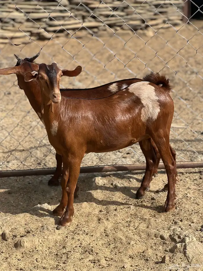 جفار بهر جيشية 0