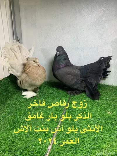 زوج رقاص أمريكي index