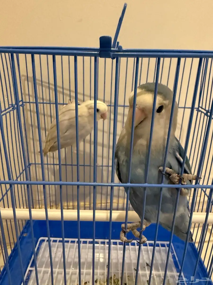 للبيع ذكر وانثى طيور الروز مع القفص وهم بصحه جيده 1