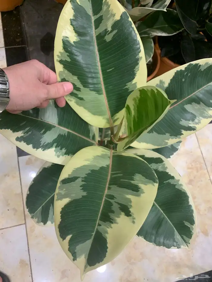 الإستشارات مجانية 14