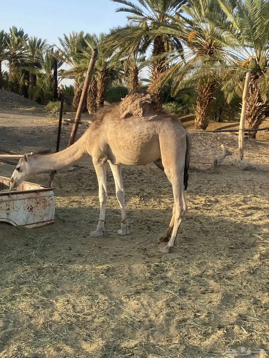 للبيع بكره عربيه عمرها سنه و شهرين الموقع  طريب 4
