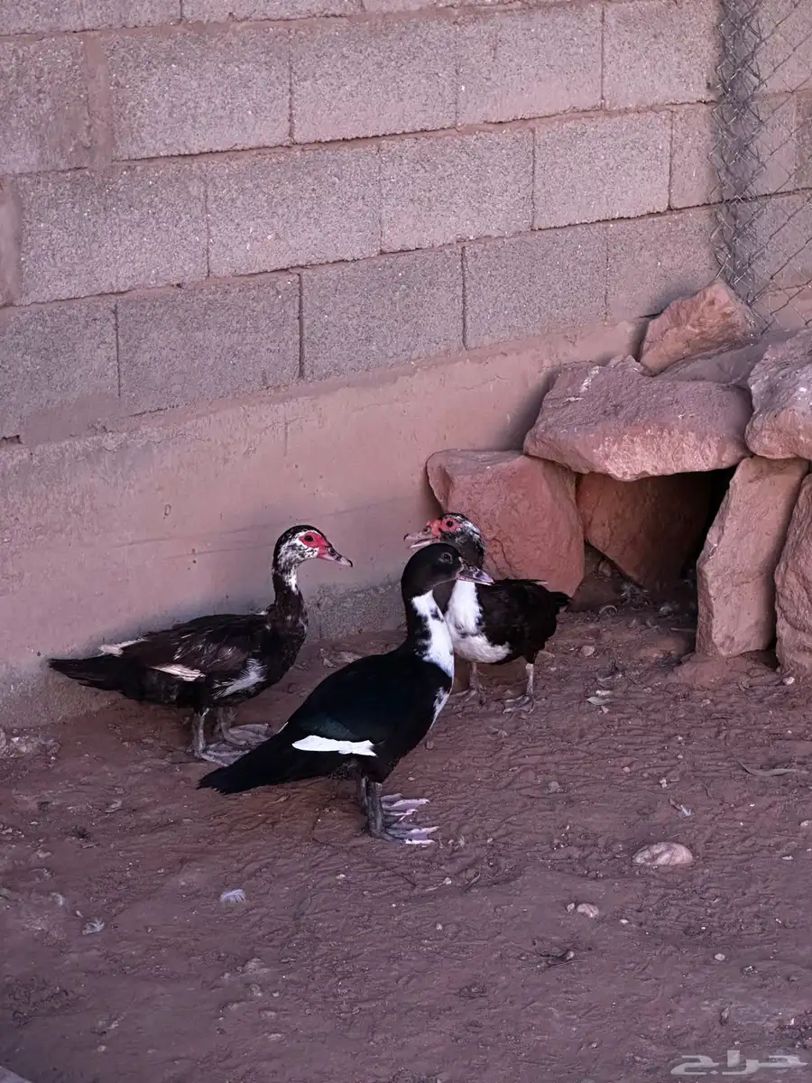 بط مسكوفي ( بح ) 3