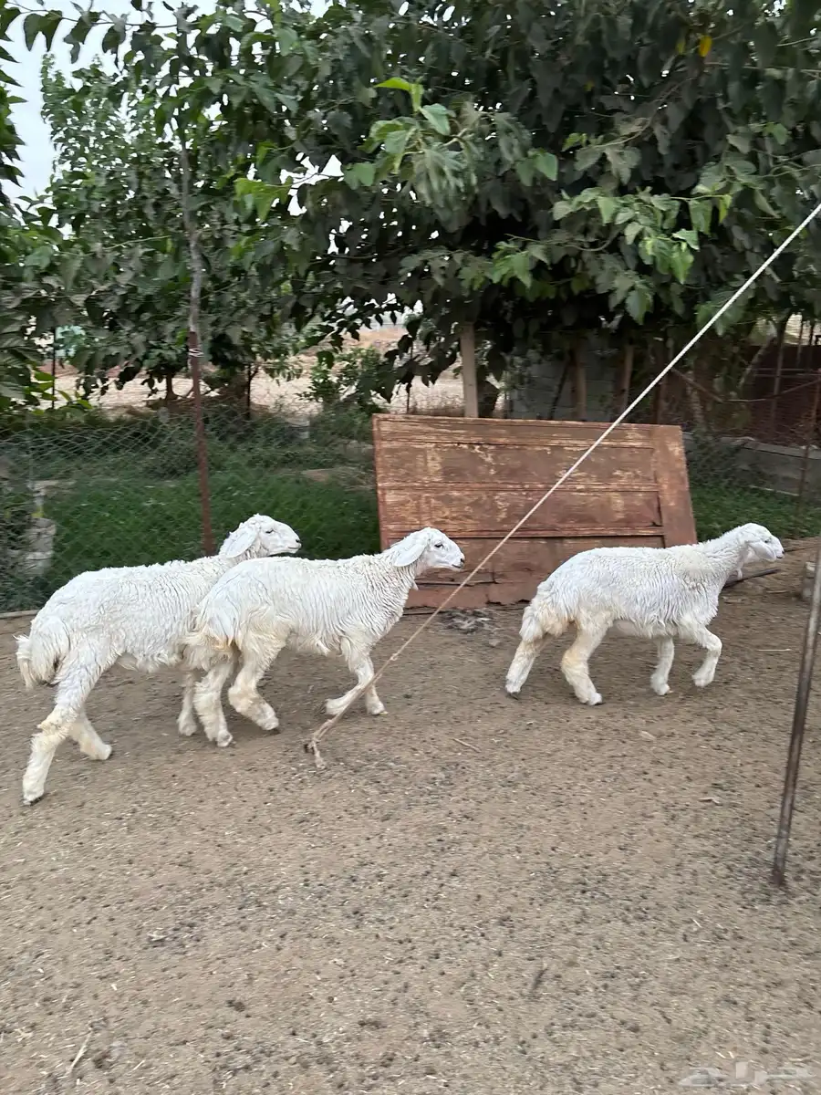 رخال 6